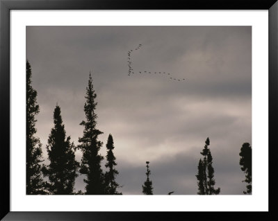 Geese Fly In Formation Above Silhouetted Pine Trees by Raymond Gehman Pricing Limited Edition Print image
