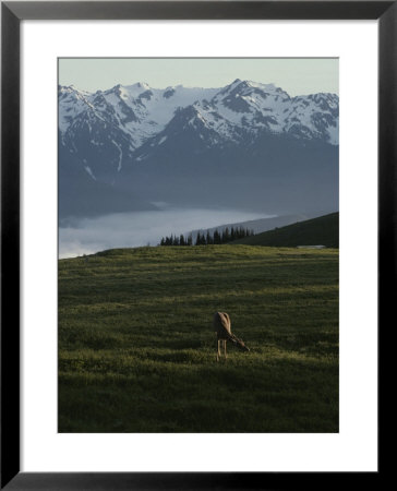 A Deer Grazes In An Alpine Meadow In Olympic National Park by Sam Abell Pricing Limited Edition Print image