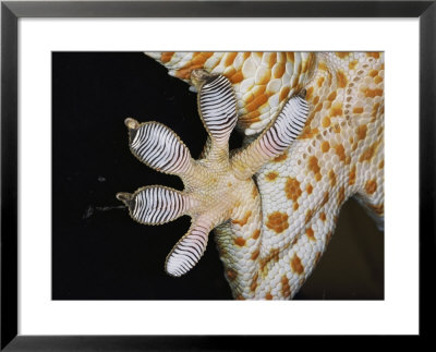 Close-Up Of The Toe-Pads Of A Tokay Gecko by Darlyne A. Murawski Pricing Limited Edition Print image