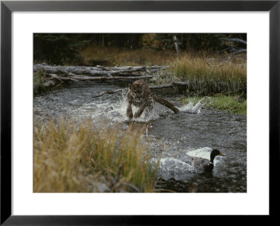 Mountain Lion Hunts A Mallard Duck In A Creek by Jim And Jamie Dutcher Pricing Limited Edition Print image