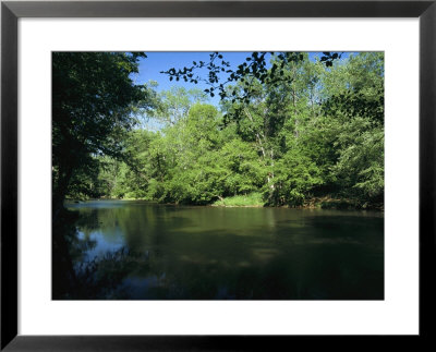 Hardwood Forest On The Eno River In Spring by Raymond Gehman Pricing Limited Edition Print image