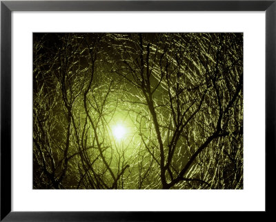 Interlaced Icy Branches Frame The Sun by George Grall Pricing Limited Edition Print image
