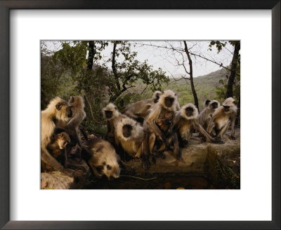 Hanuman Langur Monkeys Drink From A Water Hole by Michael Nichols Pricing Limited Edition Print image