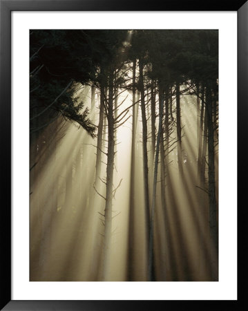 An Early Morning View Of Sunlight Penetrating Siuslaw National Forest by Phil Schermeister Pricing Limited Edition Print image