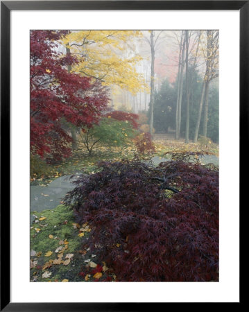 Japanese Maples by Darlyne A. Murawski Pricing Limited Edition Print image