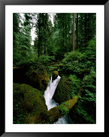 Woodland View Of Glacier Creek by James P. Blair Pricing Limited Edition Print image