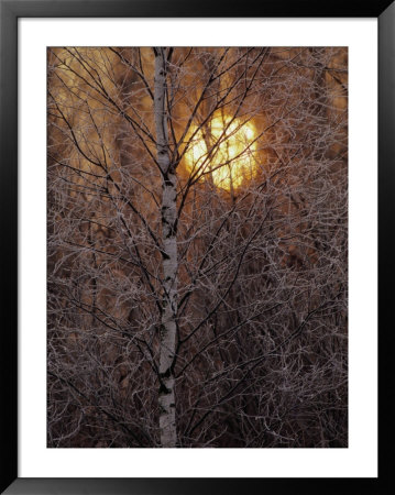 Frost-Covered White Birch Trees With The Sun Rising Behind by Raymond Gehman Pricing Limited Edition Print image
