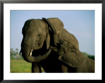 African Elephants Bonding by Beverly Joubert Pricing Limited Edition Print image