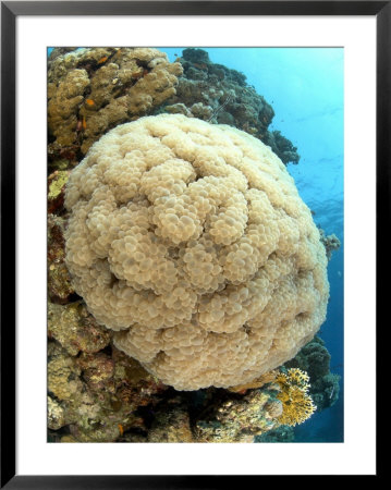 Bubble Coral, St. Johns Reef, Red Sea by Mark Webster Pricing Limited Edition Print image