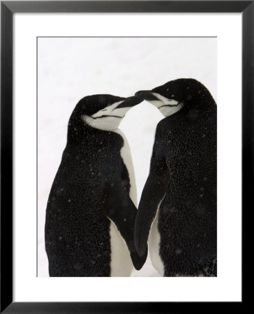 A Pair Of Chinstrap Penguins In A Courtship Cuddle by Ralph Lee Hopkins Pricing Limited Edition Print image