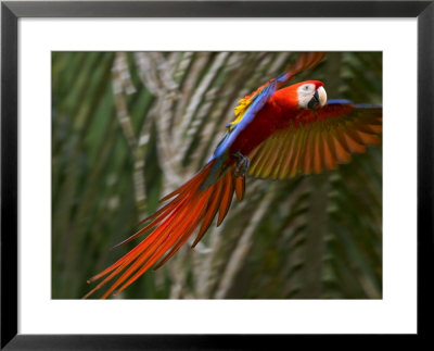 Scarlet Macaw (Ara Macao) In Flight, Preparing To Land In Palms by Roy Toft Pricing Limited Edition Print image