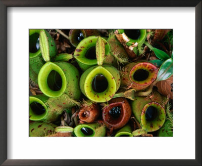 Nepenthes Or Pitcher Plants, Sarawak, Malaysia by Mark Daffey Pricing Limited Edition Print image