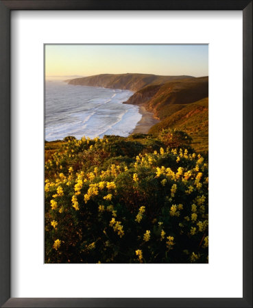 Yellow Lupine On Mcclure's Beach In Marin County, Point Reyes National Seashore, California, Usa by Wes Walker Pricing Limited Edition Print image