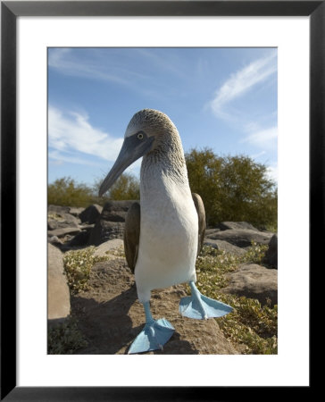 A Blue-Footed Booby Of The Galapagos Islands by Ralph Lee Hopkins Pricing Limited Edition Print image