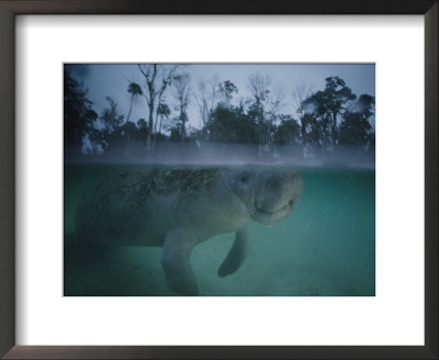 A Manatee Swims In Three Sisters Spring by Joel Sartore Pricing Limited Edition Print image