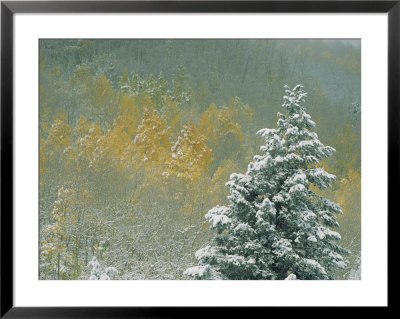 Aspen Trees Get A Dusting Of Snow From An Autumn Storm by Paul Chesley Pricing Limited Edition Print image