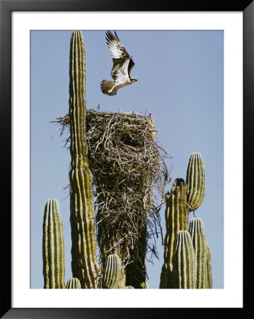 An Osprey Flies Above Its Nest Built On A Cardon Cactus by Walter Meayers Edwards Pricing Limited Edition Print image