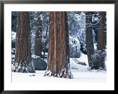 Redwood Trees Dusted With Snow In Yosemite National Park by Marc Moritsch Pricing Limited Edition Print image