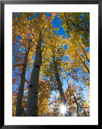 Aspen Trees With Sunlight Coming Through, Alaska, Usa by Julie Eggers Pricing Limited Edition Print image