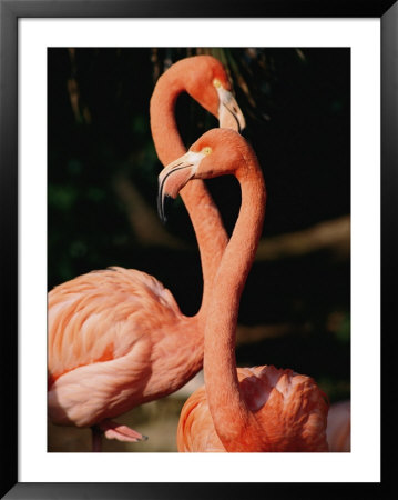 Two Captive Chilean Flamingos by Roy Toft Pricing Limited Edition Print image