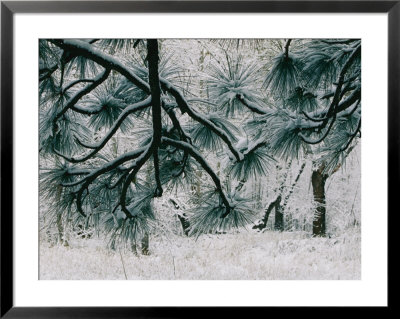 Close View Of Snow On Ponderosa Pine Branches by Marc Moritsch Pricing Limited Edition Print image