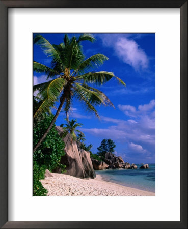 Palm Tree On Beach, Anse Source D'argent, Seychelles by Ralph Lee Hopkins Pricing Limited Edition Print image