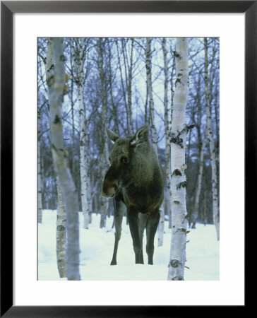Elk (Aka Moose), Alces Alces Female Among Birches In Snow, Norway by Mark Hamblin Pricing Limited Edition Print image