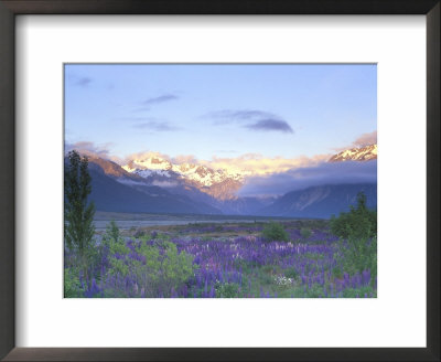 Lupine And The Main Divide, Arthur's Pass, South Island, New Zealand by Rob Tilley Pricing Limited Edition Print image