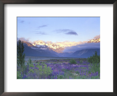Lupine And The Main Divide, Arthur's Pass, South Island, New Zealand by Rob Tilley Pricing Limited Edition Print image