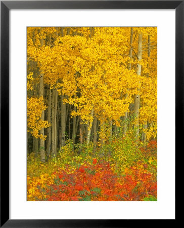 Quaking Aspen And Sumac, Routt National Forest, Colorado, Usa by Rob Tilley Pricing Limited Edition Print image