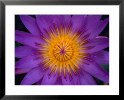Purple And Yellow Flower, Malaysia by Anders Blomqvist Pricing Limited Edition Print image