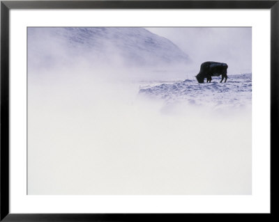 Buffalo Grazing In Winter by Bobby Model Pricing Limited Edition Print image