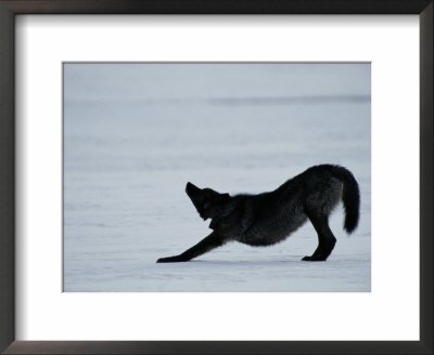 Black-Colored Gray Wolf Stretching by Joel Sartore Pricing Limited Edition Print image