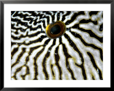 Giant Puffer Fish Eye, Komodo, Indonesia by Mark Webster Pricing Limited Edition Print image