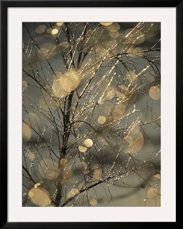 The Frozen Branches Of A Small Birch Tree Sparkle In The Sunlight, Waynesboro, Pennsylvania by Raymond Gehman Pricing Limited Edition Print image