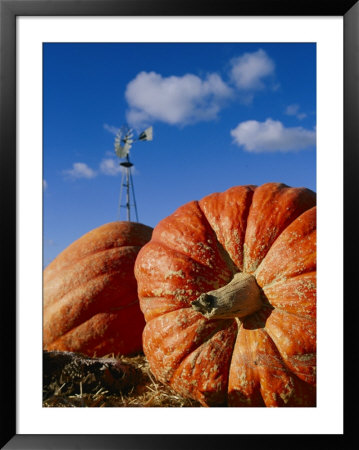 Close View Of Two Picked Pumpkins by Marc Moritsch Pricing Limited Edition Print image