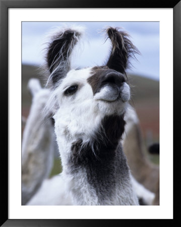 Portrait Of A Llama, Estancia Rio Penitente, Near Punta Arenas, Patagonia, Punta Arenas, Chile by Holger Leue Pricing Limited Edition Print image