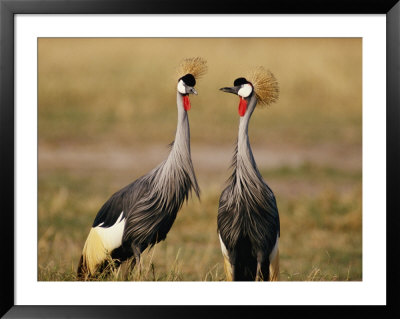 Two Crowned Cranes Engaging In A Courtship Ritual by Beverly Joubert Pricing Limited Edition Print image