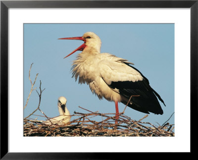 Stork Vocalizing In Nest With Young by Norbert Rosing Pricing Limited Edition Print image