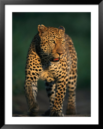 Portrait Of A Five-Year-Old Leopard by Kim Wolhuter Pricing Limited Edition Print image