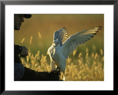 A Man Prepares To Hunt His Trained Gyrfalcon by Joel Sartore Pricing Limited Edition Print image