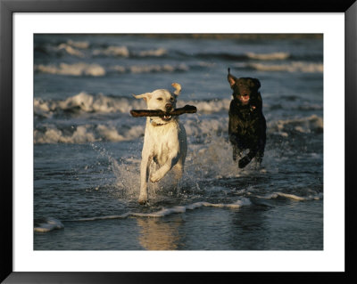 A Chocolate Labrador Retriever Chases After A Stick-Carrying Yellow Labrador Retriver by Roy Toft Pricing Limited Edition Print image