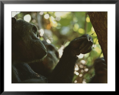 Chimp Fishing For Ants In A Tree Using A Twig by Michael Nichols Pricing Limited Edition Print image