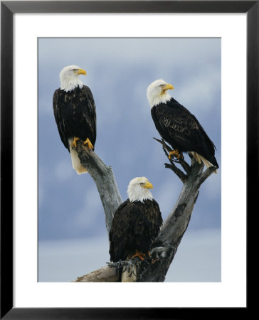 A Trio Of American Bald Eagles Perched In An Old Tree Snag by Klaus Nigge Pricing Limited Edition Print image