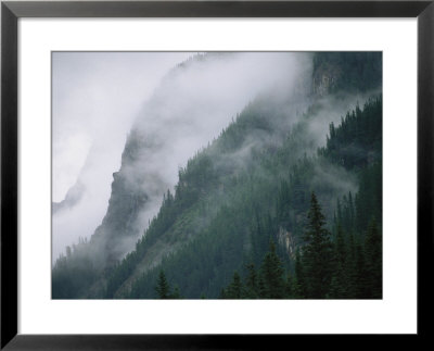 Fog Blankets Spruce Trees In Yoho National Park by Michael Melford Pricing Limited Edition Print image