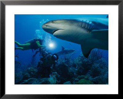A Team Of Of Divers Photograph A Caribbean Reef Shark by Brian J. Skerry Pricing Limited Edition Print image