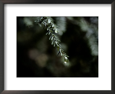 Close-Up Of Pine Needles Covered In Dew by James P. Blair Pricing Limited Edition Print image