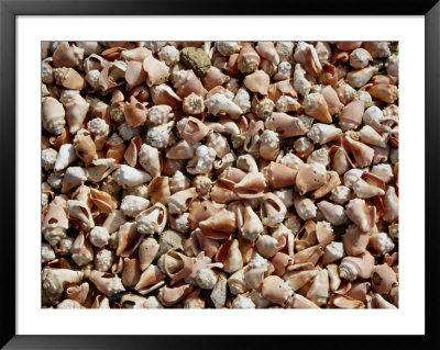 A Sea Of Conch Shells Covers The Beach On Margarita Island by Wolcott Henry Pricing Limited Edition Print image