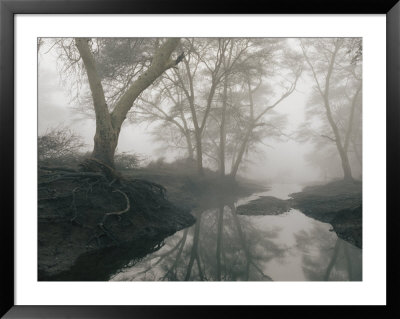 A View Of A Stream In The Ndumu Game Reserve by Chris Johns Pricing Limited Edition Print image