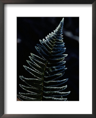 Close-Up Of A Fern Leaf Covered With Frost by Ted Spiegel Pricing Limited Edition Print image